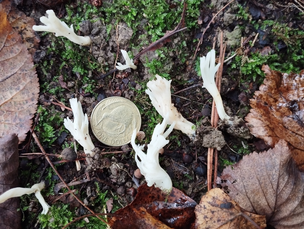 Clavulina rugosa · April 2025 · photo: © geoffr (iNaturalist, cc0)