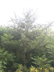 Pinus banksiana image