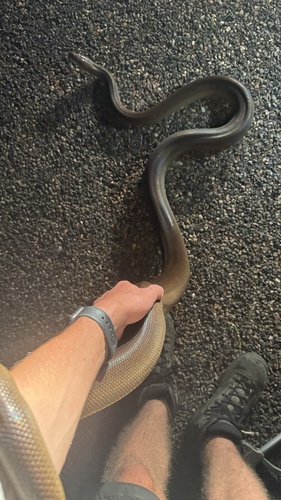 Olive Python sighting