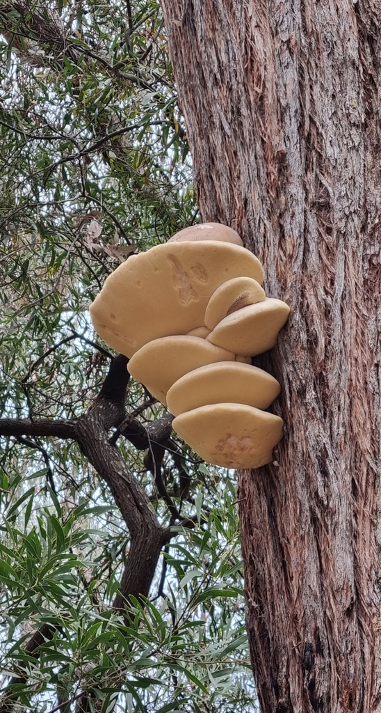 Laetiporus portentosus · April 2025 · photo: © burrowye (iNaturalist, cc0)
