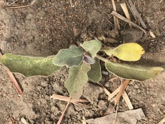 Solanum elaeagnifolium
