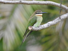 Merops superciliosus