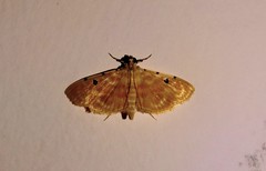 Notarcha