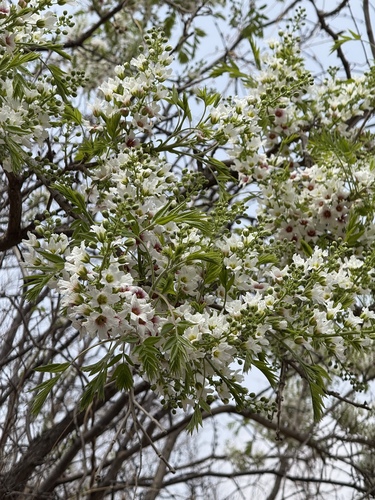 Xanthoceras sorbifolium