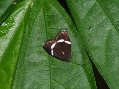 Alampla arcifraga