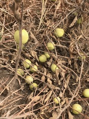 Solanum elaeagnifolium