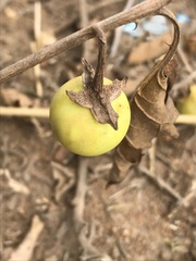 Solanum elaeagnifolium