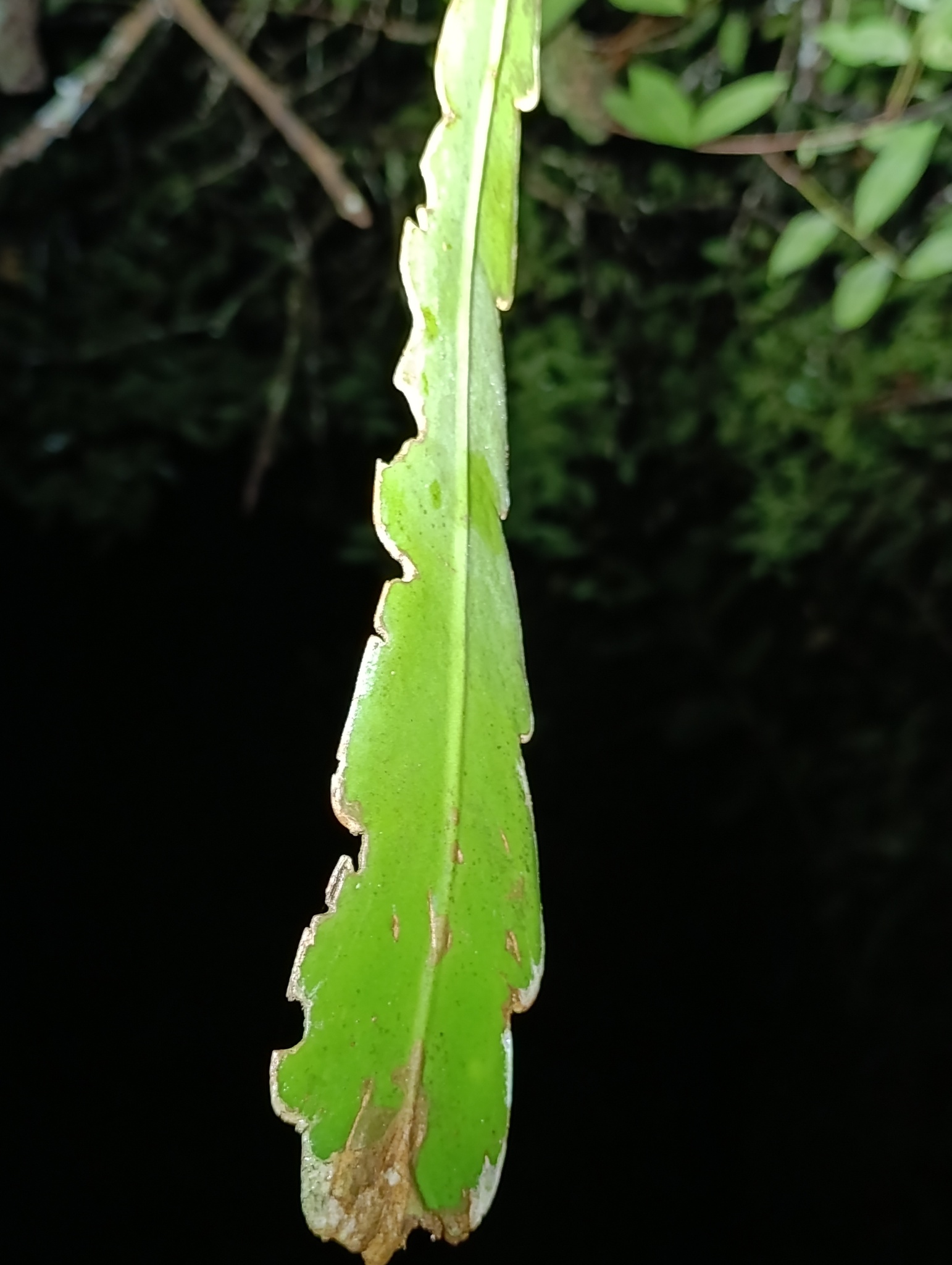 Epiphyllum phyllanthus