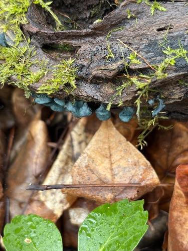 Chlorociboria aeruginascens