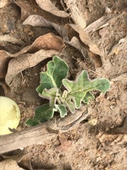 Solanum elaeagnifolium