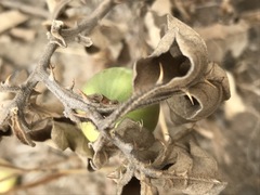 Solanum elaeagnifolium