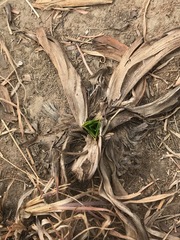 Hypoxis hemerocallidea