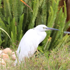 Egretta garzetta dimorpha