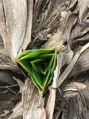 Hypoxis hemerocallidea
