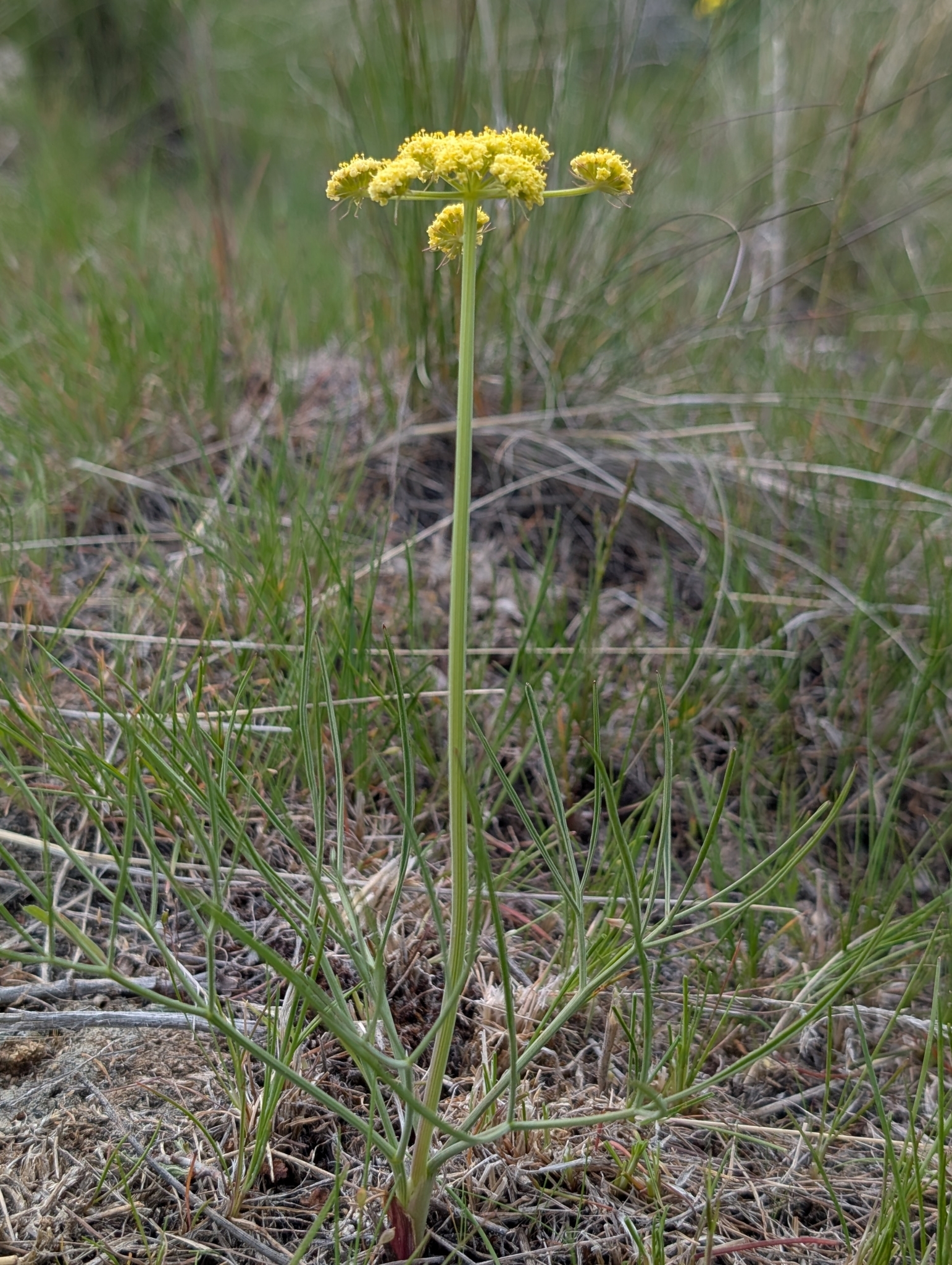 Lomatium simplex