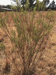 Gomphocarpus fruticosus fruticosus