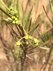 Gomphocarpus fruticosus fruticosus