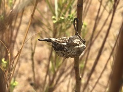 Gomphocarpus fruticosus fruticosus