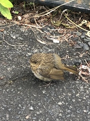 Erithacus rubecula