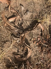 Hypoxis hemerocallidea