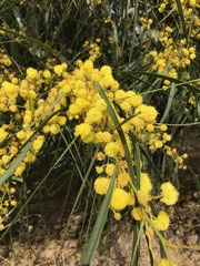 Acacia saligna