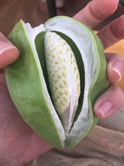 Calotropis