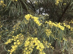Acacia saligna