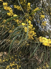 Acacia saligna