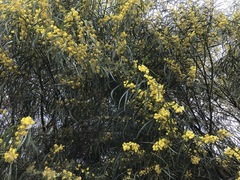Acacia saligna