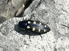 Buprestis octoguttata