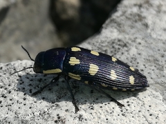 Buprestis octoguttata