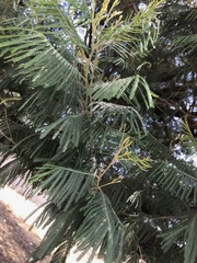 Acacia mearnsii