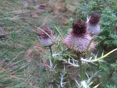 Cirsium lobelii