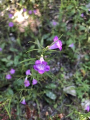 Agalinis neoscotica