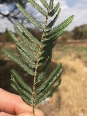 Acacia mearnsii