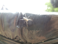 Arachosia praesignis