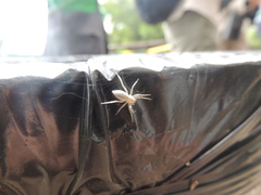 Arachosia praesignis