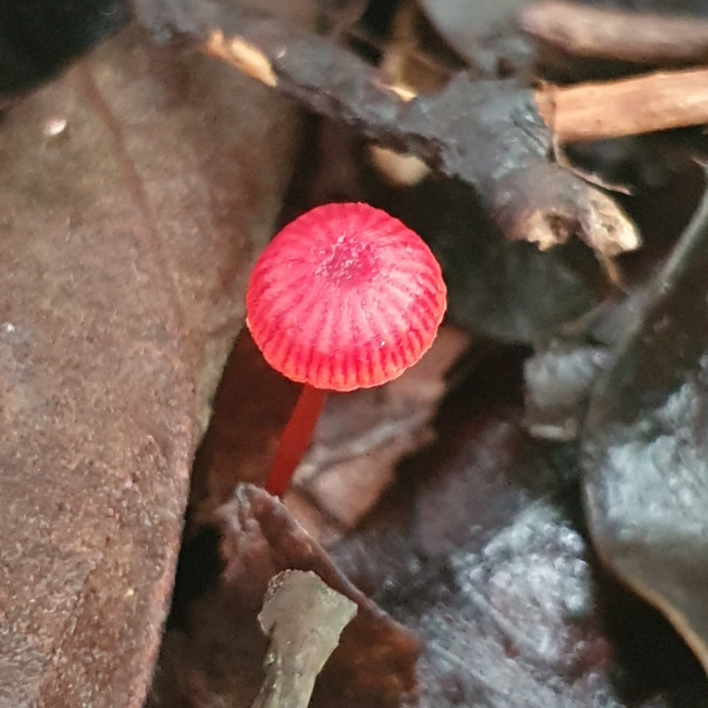 Cruentomycena viscidocruenta · April 2025 · photo: © corli (iNaturalist, cc-by)