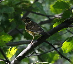 Turdus obscurus