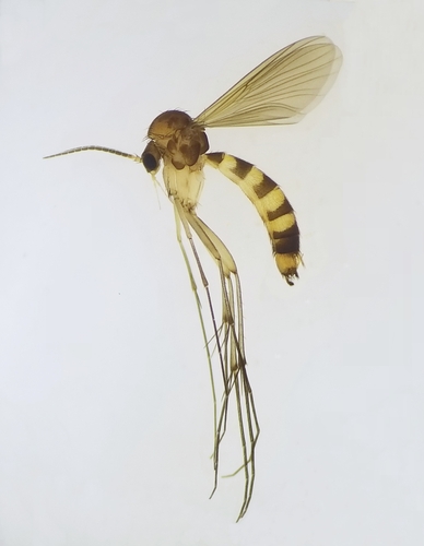 Rymosia fasciata