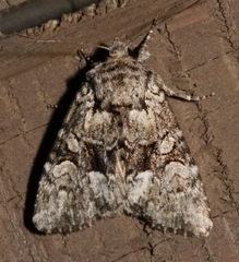 Eremobina leucoscelis