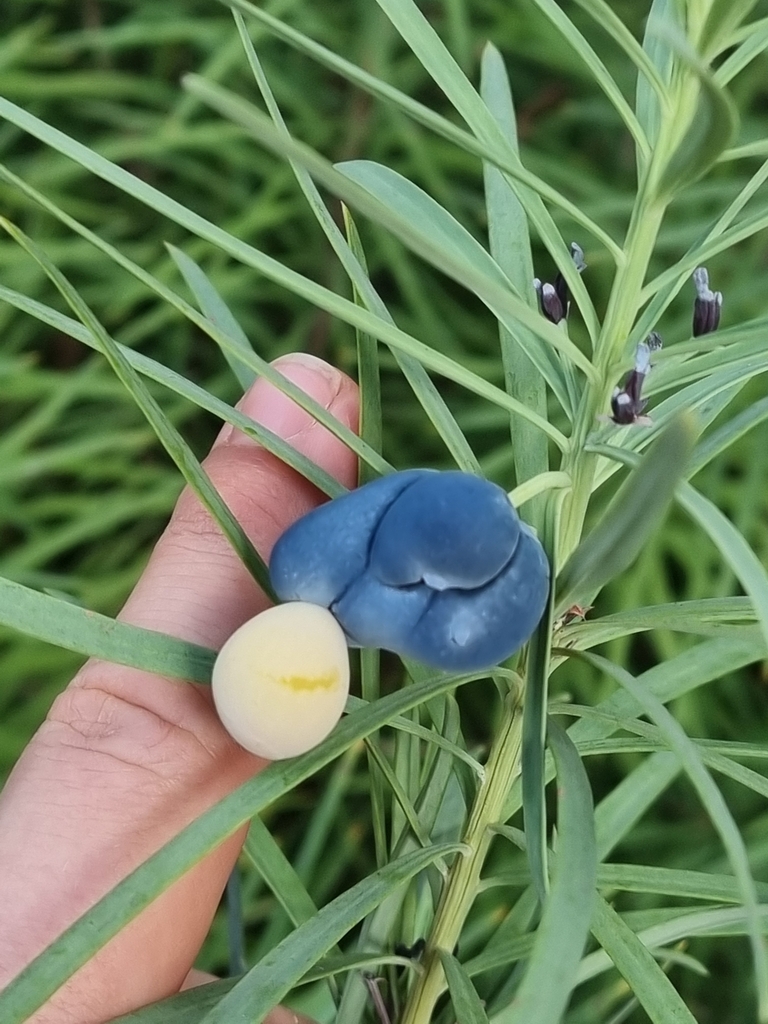 Emu berry (Podocarpus drouynianus)