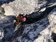 Brachysiphon rupestris