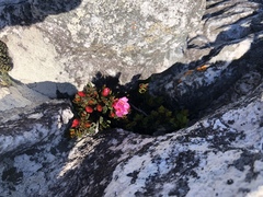 Brachysiphon rupestris