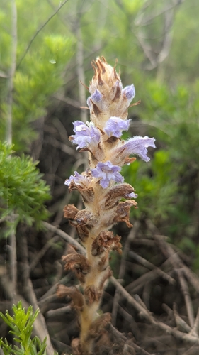 Image of Orobanche coerulescens by (c) Cheng-Te Hsu, some rights reserved (CC BY)