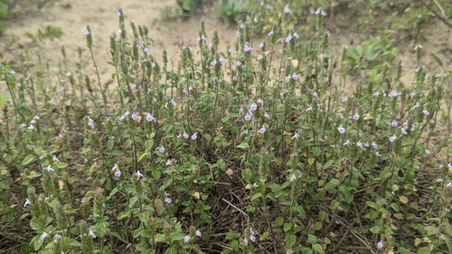 Image of Justicia procumbens by (c) Cheng-Te Hsu, some rights reserved (CC BY)