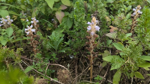 Image of Orobanche coerulescens by (c) Cheng-Te Hsu, some rights reserved (CC BY)