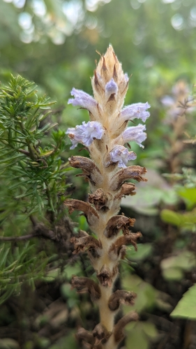 Image of Orobanche coerulescens by (c) Cheng-Te Hsu, some rights reserved (CC BY)