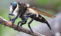 Promachus painteri