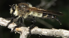 Promachus painteri
